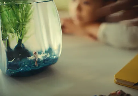 child watching goldfish in bowl